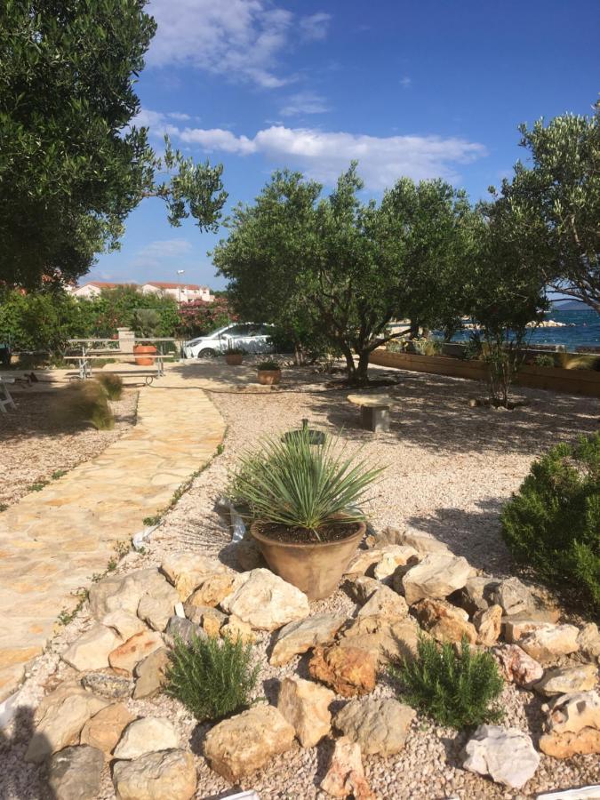 Galeb