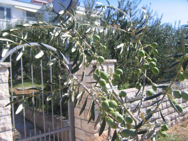 Galeb Apartment